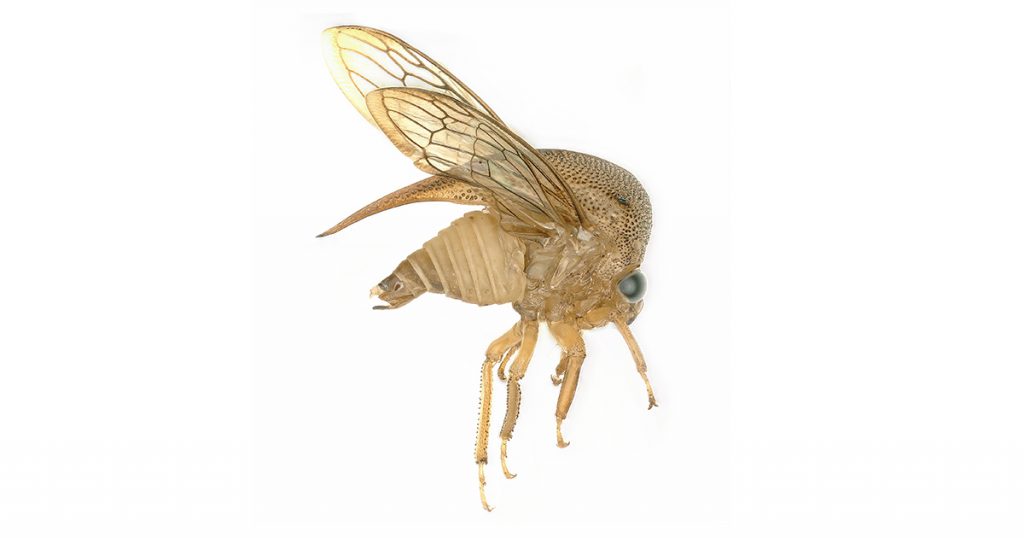 Cigarrinha da família Membracidae, que tem algumas das modificações do tórax mais bizarras entre os insetos; capturada 24 m acima do nível do solo - Foto: Brian V. Brown, Los Angeles Natural History Museum
