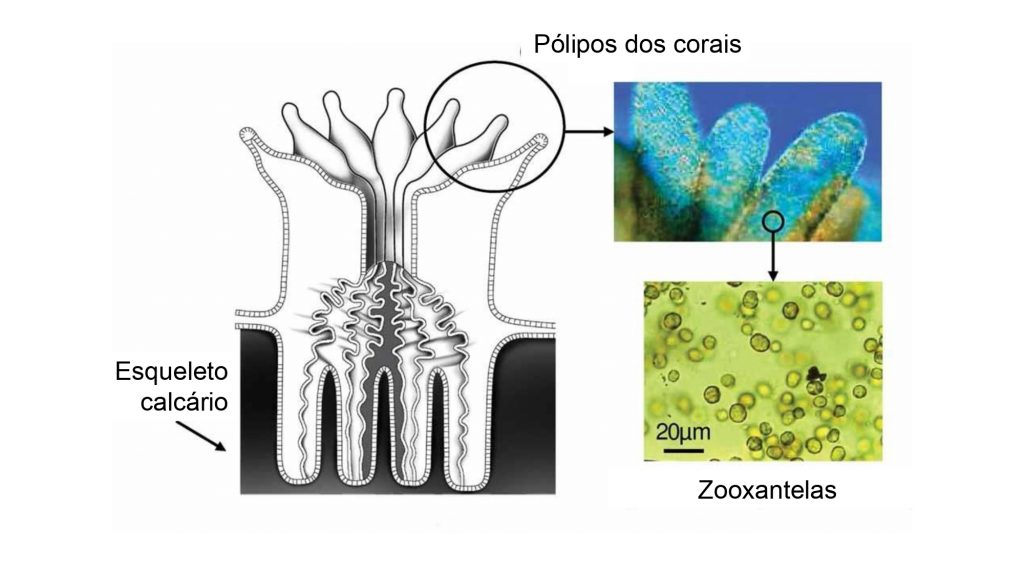 Simbiose zooxantelas e corais - Imagem: Wooldridge at al (2010)