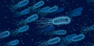 Análise da microbiota intestinal sugere que antibióticos na pecuária intensificam resistência bacteriana​