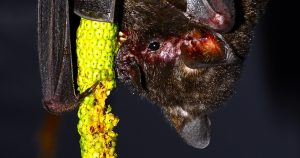 Pesquisadores criam maior banco de dados de interações entre morcegos e plantas