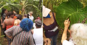 Projeto em Ribeirão Preto capacita mulheres para cultivo de plantas medicinais