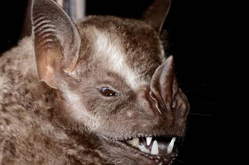 Morcego "Artibeus lituratus" - Foto: Marco Mello
