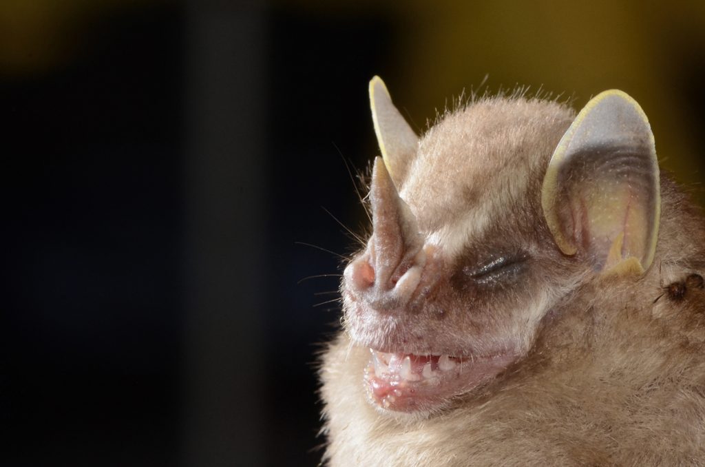 Morcego "Vampyressa pussila" - Foto: Marco Mello