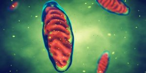 Como a mitocôndria regula a longevidade ao ativar o sistema imune