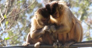 Biólogos fazem primeiro registro de comportamento homossexual em grupo de macacos-prego