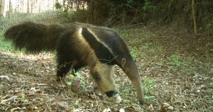 Tamanduá, onça-parda, lobo-guará: diversidade de mamíferos em reservas no Cerrado paulista surpreende pesquisadores