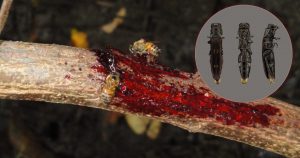 Descoberta de nova espécie de besouro esclarece o mecanismo biológico por trás da própolis vermelha