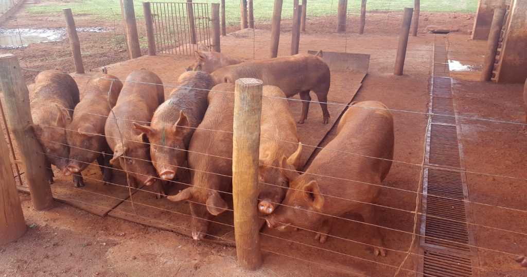Porcos em baias - Foto: Cedida pelo pesquisador