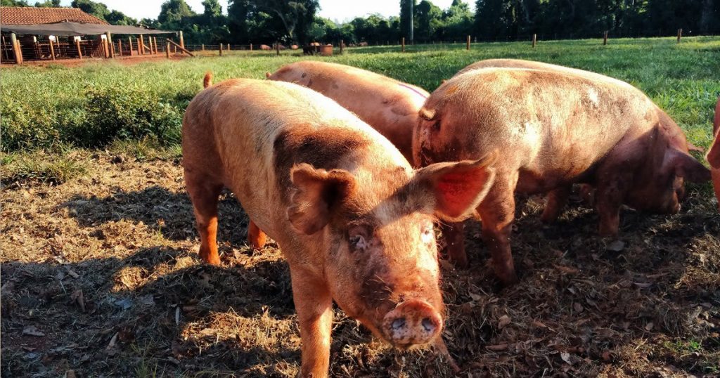 Porcos ao ar livre - Foto: Cedida pelo pesquisador