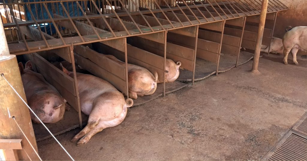 Porcos em celas de gestação - Foto: Cedida pelo pesquisador