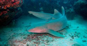 Tubarões-lixa de Miami têm mais gordura acumulada que animais de áreas conservadas