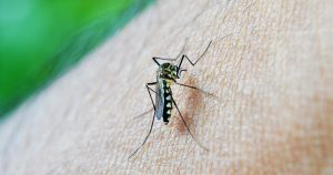 Aumento no número de casos de dengue reforça importância da vacinação