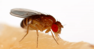 Bactéria funciona como barreira contra infecção e reduz carga viral em moscas