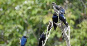 Andorinhas-azuis que migram para a Amazônia voltam contaminadas por mercúrio​