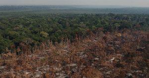 Anistias ambientais no Brasil desestimulam o cumprimento da lei