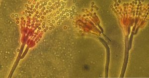 Extraídas de fungo, substâncias têm potencial para proteção solar e combate a larvas e parasitas