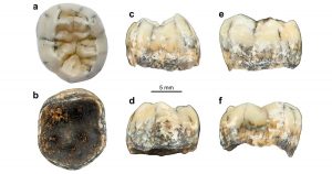 Dente pode desvendar mistério dos denisovanos, parentes extintos do Homo sapiens