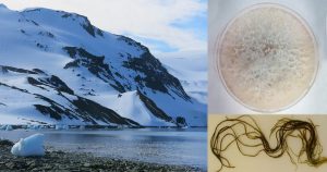 Fungo de alga encontrada na Antártida contém substâncias com potencial para proteção solar