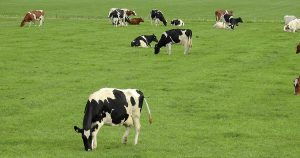 Sistema cria “cerca virtual” para proteger criações bovinas de roubos e doenças