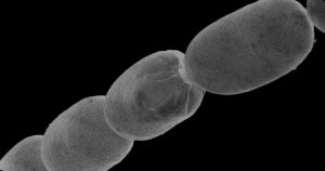Visível a olho nu, maior bactéria do mundo surpreende cientistas com características nunca vistas