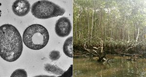 Bactéria encontrada no mangue da Baixada Santista produz matéria-prima para plástico biodegradável