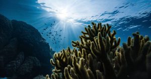Acordo da ONU pretende proteger ainda mais a vida marinha contra atividades danosas
