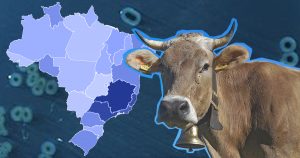 Genes de linhagem brasileira podem aumentar resistência de bactéria que infecta bovinos
