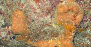 Novos compostos descobertos em esponja-do-mar têm efeito contra bactérias resistentes