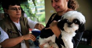 Nova lei obriga médicos veterinários a denunciarem maus tratos aos animais