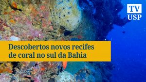 Descobertos novos recifes de coral no sul da Bahia