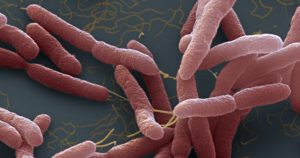 Bactéria rara encontrada nos EUA, contraída pela pele ou inalação, requer atenção médica