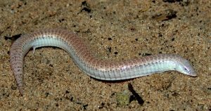 Perda de membros de lagartos e serpentes ocorreu por caminhos evolutivos distintos