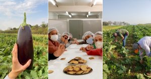 Com doação de alimentos, projeto une ensino agrícola e ação social na USP em Piracicaba