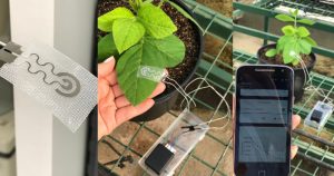 Sensor fixado às folhas monitora de modo contínuo perda de água em culturas agrícolas