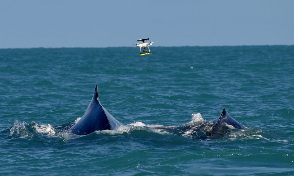 Drone se aproxima de uma dupla de baleias jubarte para coletar amostras de borrifo em Abrolhos – Foto: Herton Escobar / USP Imagens