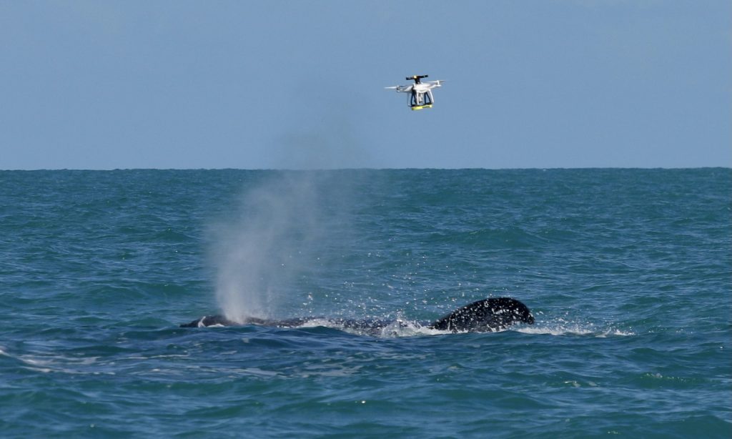 Drone se aproxima para coletar amostras de borrifo de uma baleia jubarte em Abrolhos – Foto: Herton Escobar / USP Imagens
