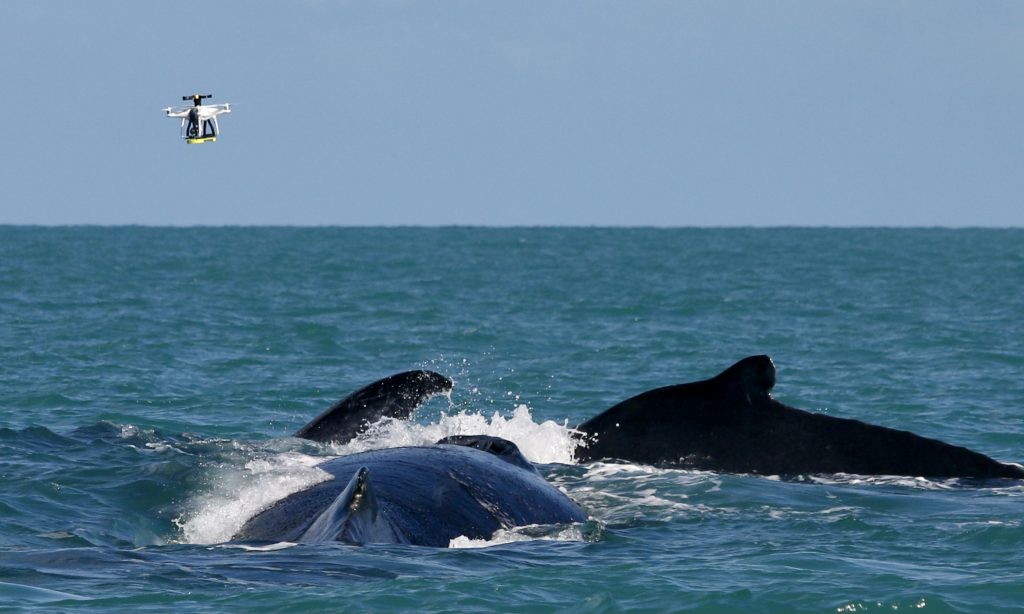 Drone se aproxima de um grupo de baleias em Abrolhos – Foto: Herton Escobar / USP Imagens