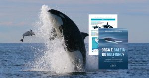 Orca é baleia ou golfinho? Pesquisador responde 42 perguntas sobre mamíferos marinhos