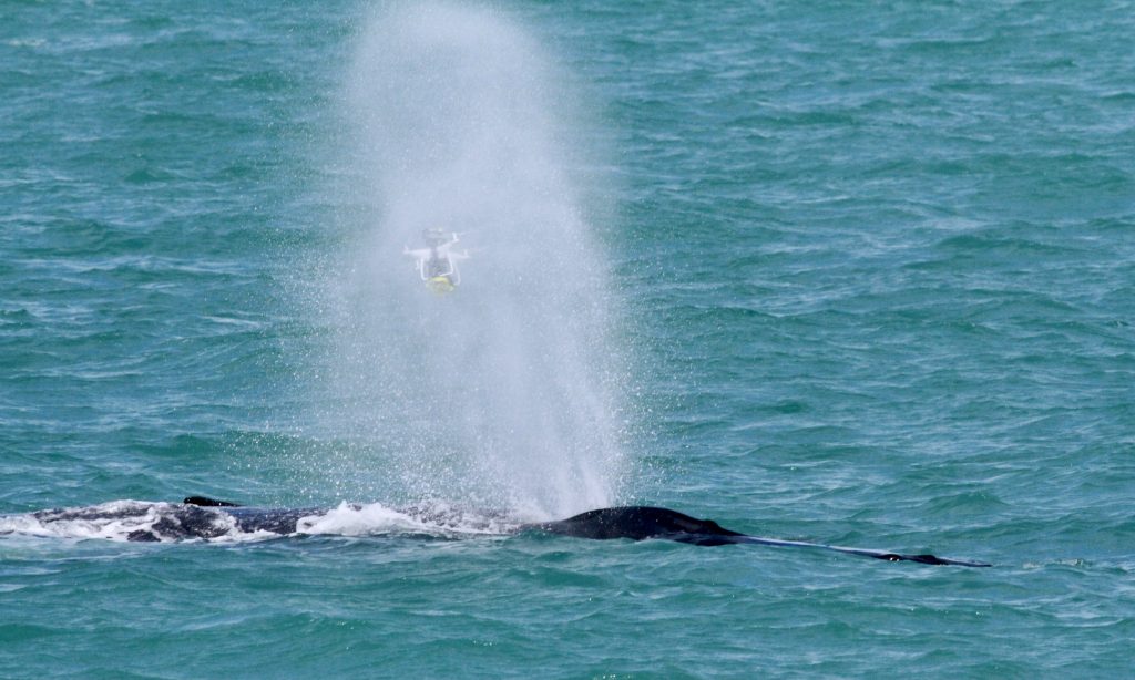 Drone é envolto pelo borrifo de uma baleia jubarte em Abrolhos - Foto: Eduardo Camargo/IBJ