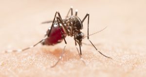 Cientistas desvendam por que algumas pessoas atraem mais mosquitos do que outras