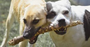 Estudo relaciona a agressividade canina ao contexto social do animal