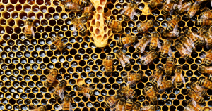 Sustentabilidade é prioridade no cultivo alternativo de abelhas