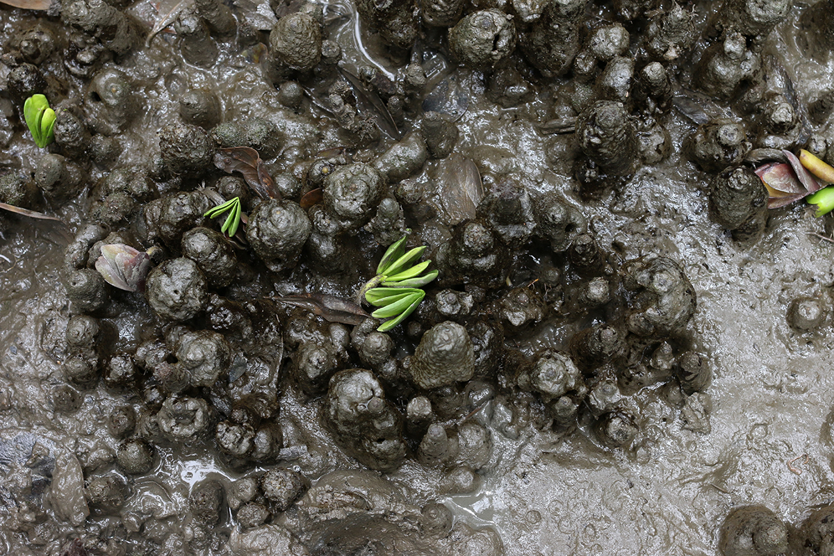Solo lamoso de um manguezal em Cananeia (SP), com propágulos e pneumatóforos (raízes aéreas) de mangue-preto em destaque - Foto: Herton Escobar / USP Imagens