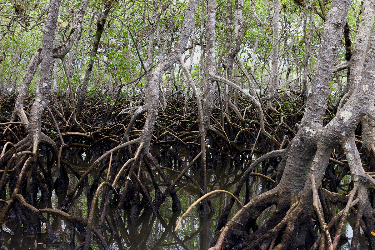 Bosque de mangue no Parque Estadual da Ilha do Cardoso, em Cananeia, litoral sul de São Paulo - Foto: Herton Escobar / USP Imagens