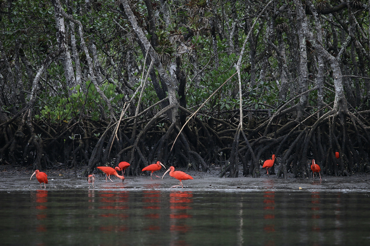 Guarás se alimentam de crustáceos e moluscos na lama de um manguezal em Cananeia (SP) - Foto: Herton Escobar / USP Imagens
