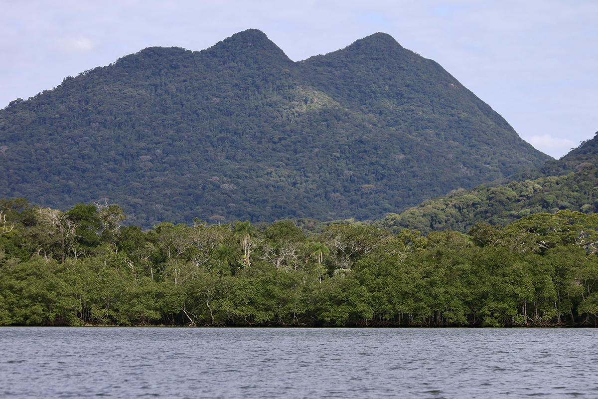 Parque Estadual da Ilha do Cardoso, em Cananeia (SP), tem montanhas cobertas de mata e rodeadas por manguezais - Foto: Herton Escobar / USP Imagens