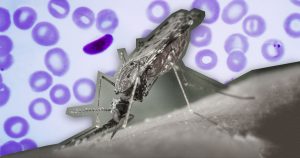 Estudo internacional com participação da USP identifica nova rota para tratamento da malária