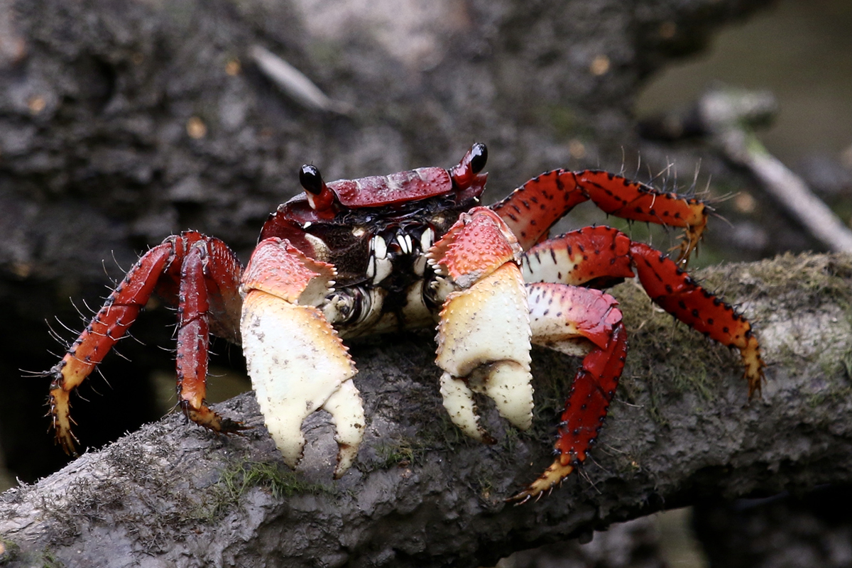 O aratu, ou maria-mulata, é uma das muitas espécies de crustáceos que habitam o manguezal e são fonte de alimento e renda para pescadores. Imagem feita em Cananeia (SP) - Foto: Herton Escobar / USP Imagens