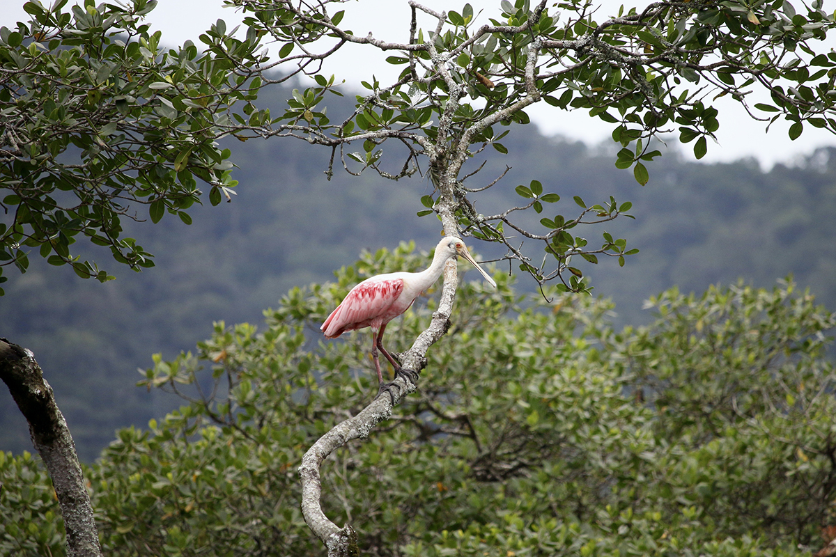 O colhereiro é uma das muitas espécies de aves que habitam os manguezais do Brasil. Imagem feita em Cananeia (SP) - Foto: Herton Escobar / USP Imagens