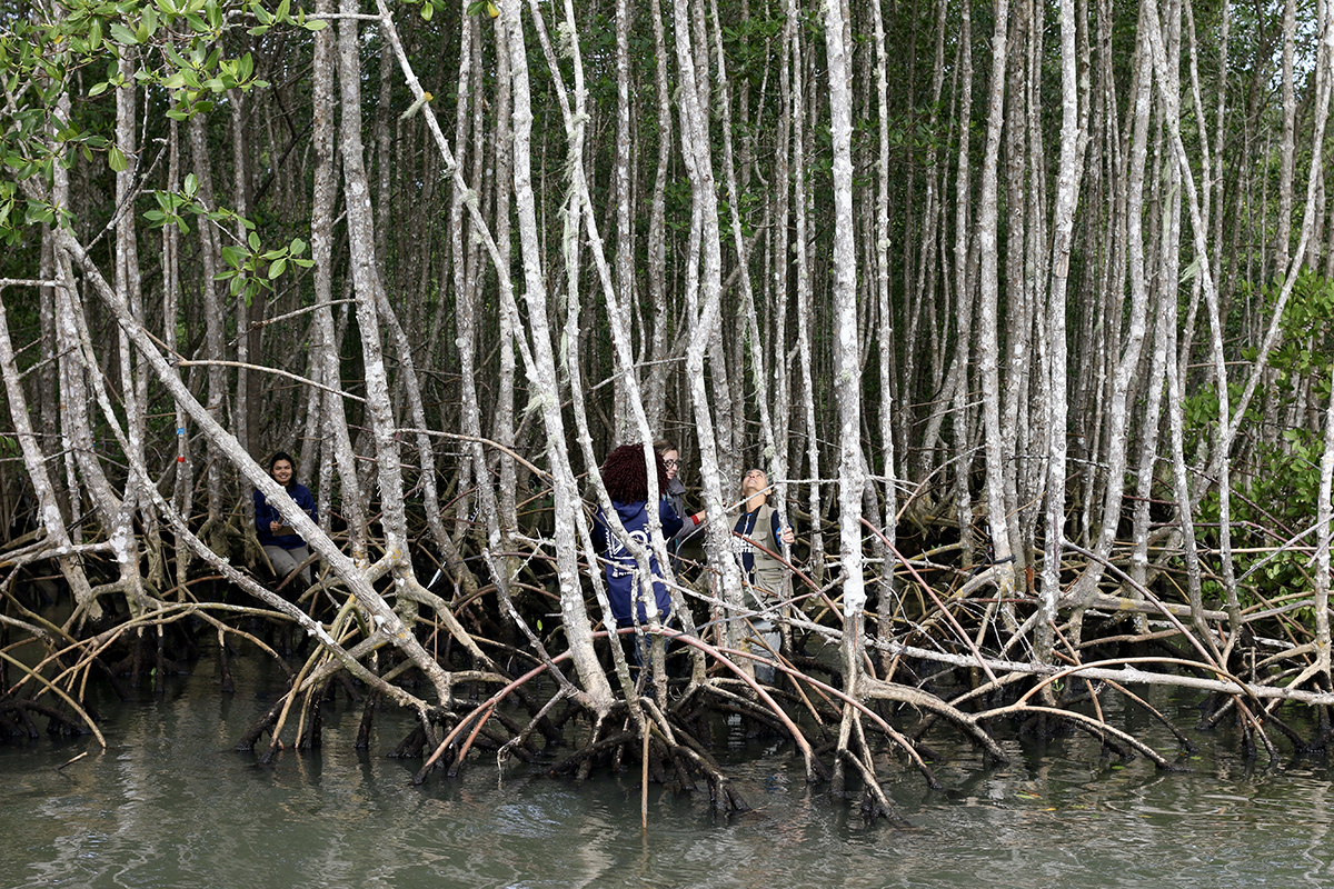 Equipe da professora Marília Lignon, da Unesp de Registro, trabalha no monitoramento de manguezais na região de Cananeia, litoral sul de São Paulo - Foto: Herton Escobar / USP Imagens